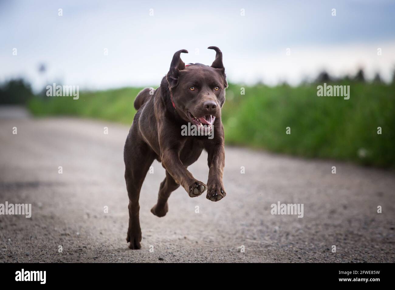 Labrador Retriever Stock Photo