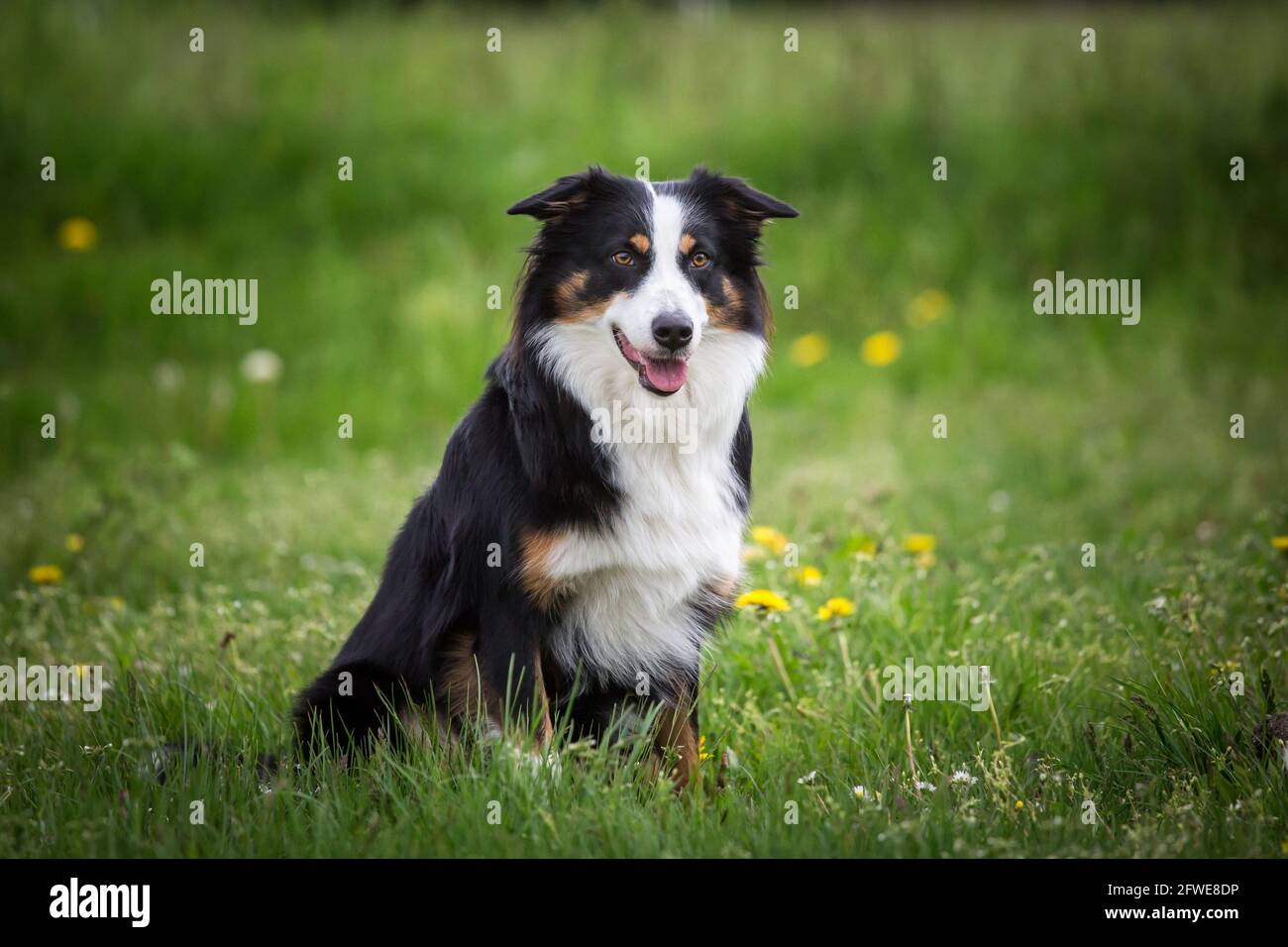 Australian Shepherd Stock Photo