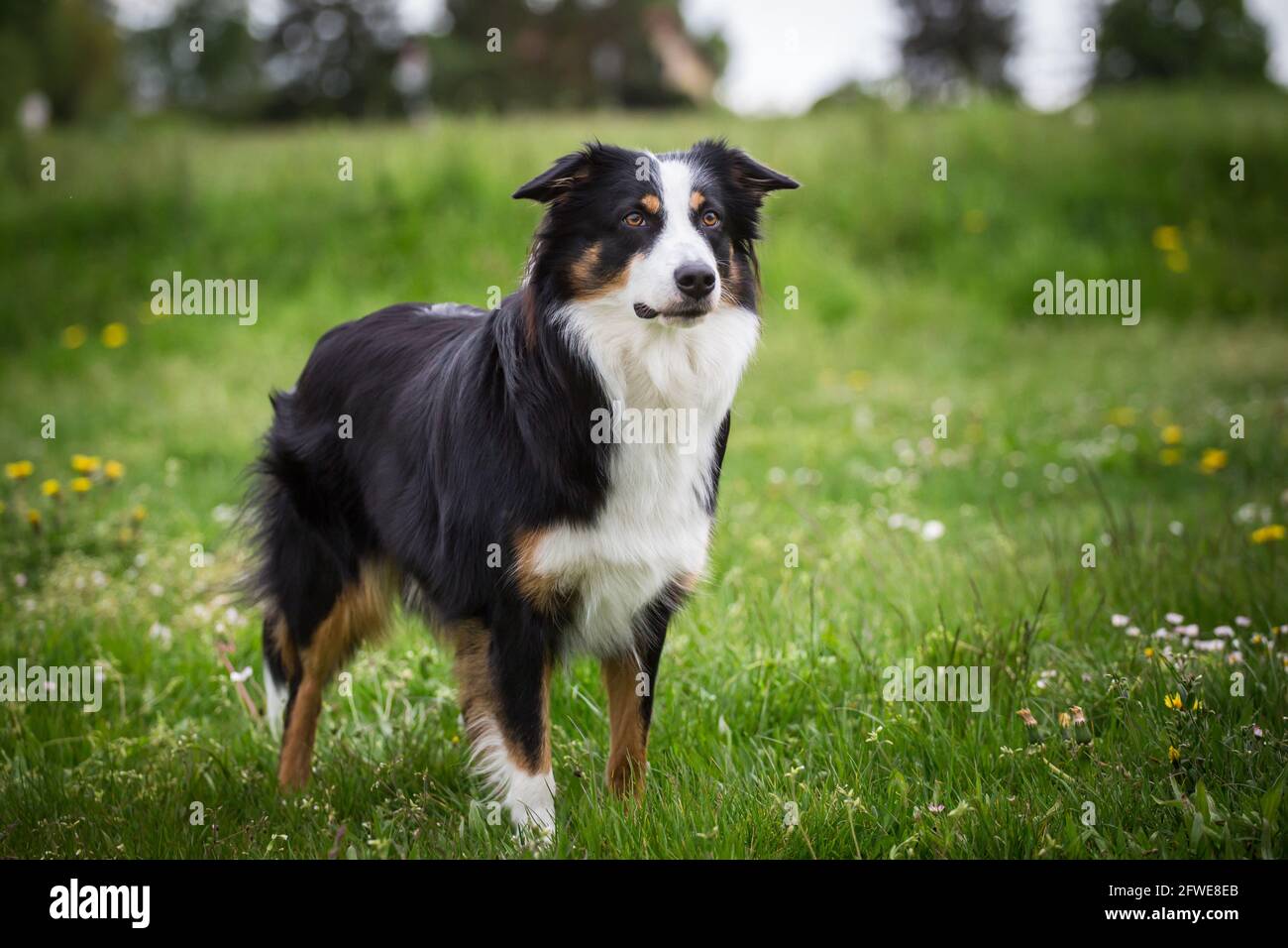 Australian Shepherd Stock Photo