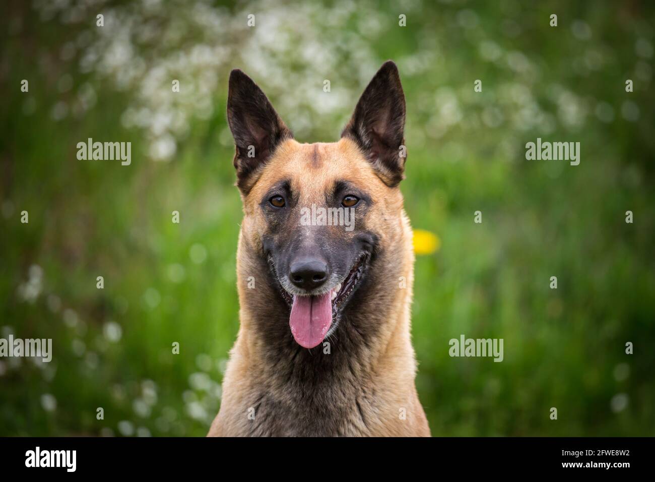 Belgian Shepherd Dog (Malinois) Stock Photo