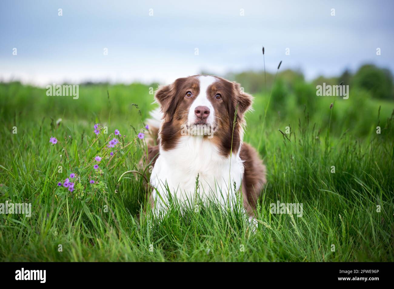 Australian Shepherd Stock Photo