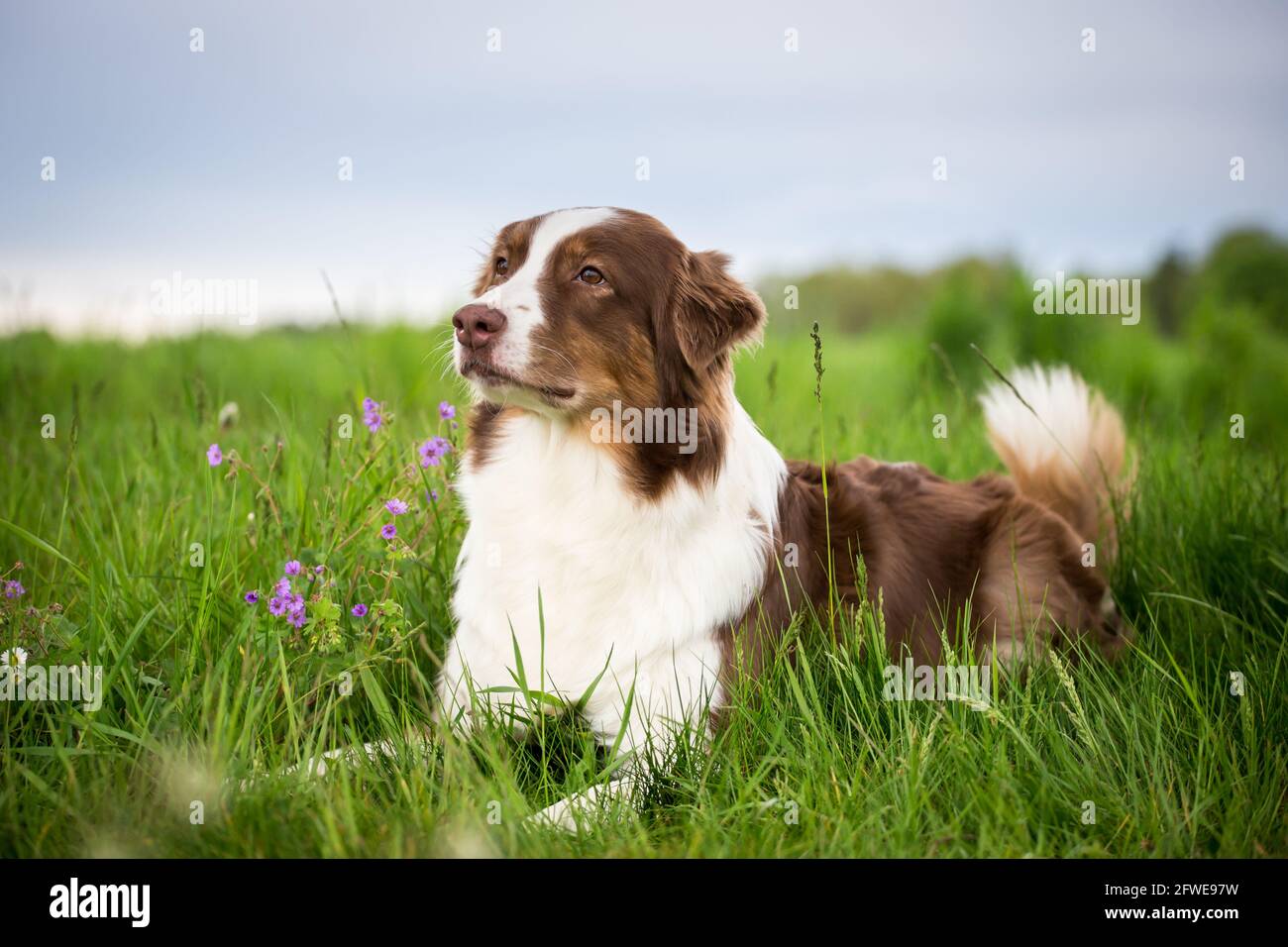 Australian Shepherd Stock Photo