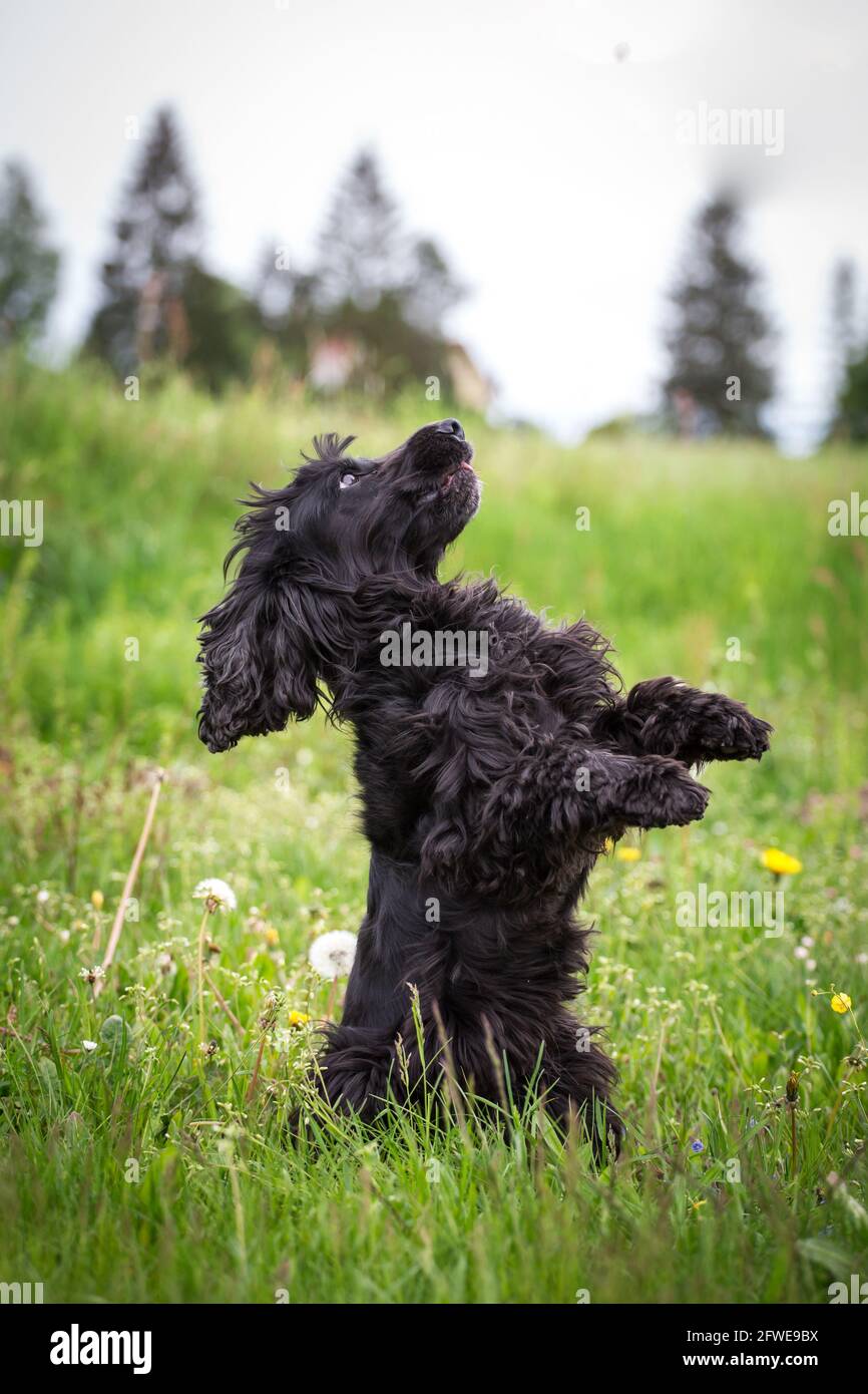 English Cocker Spaniel doing tricks Stock Photo