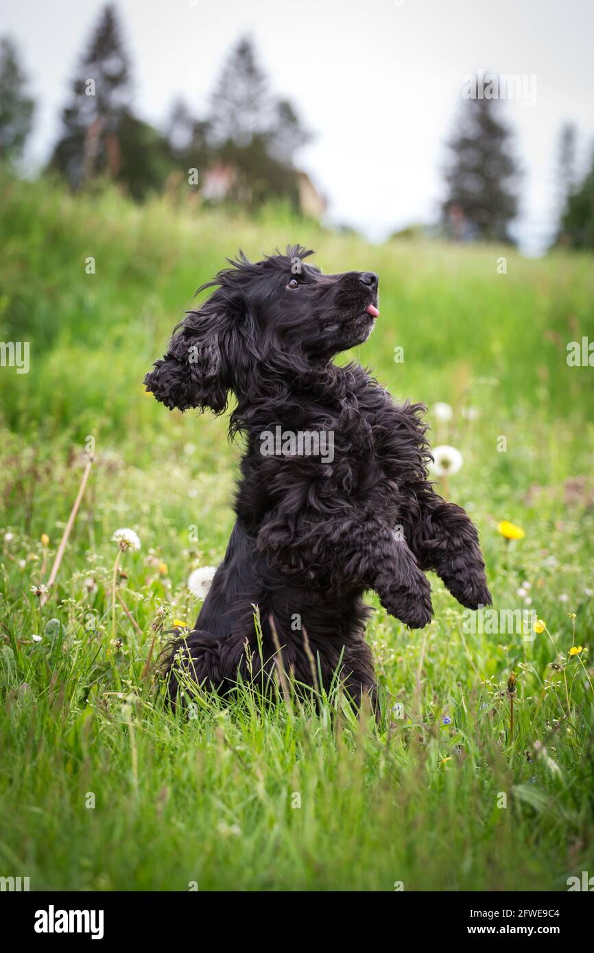 English Cocker Spaniel doing tricks Stock Photo