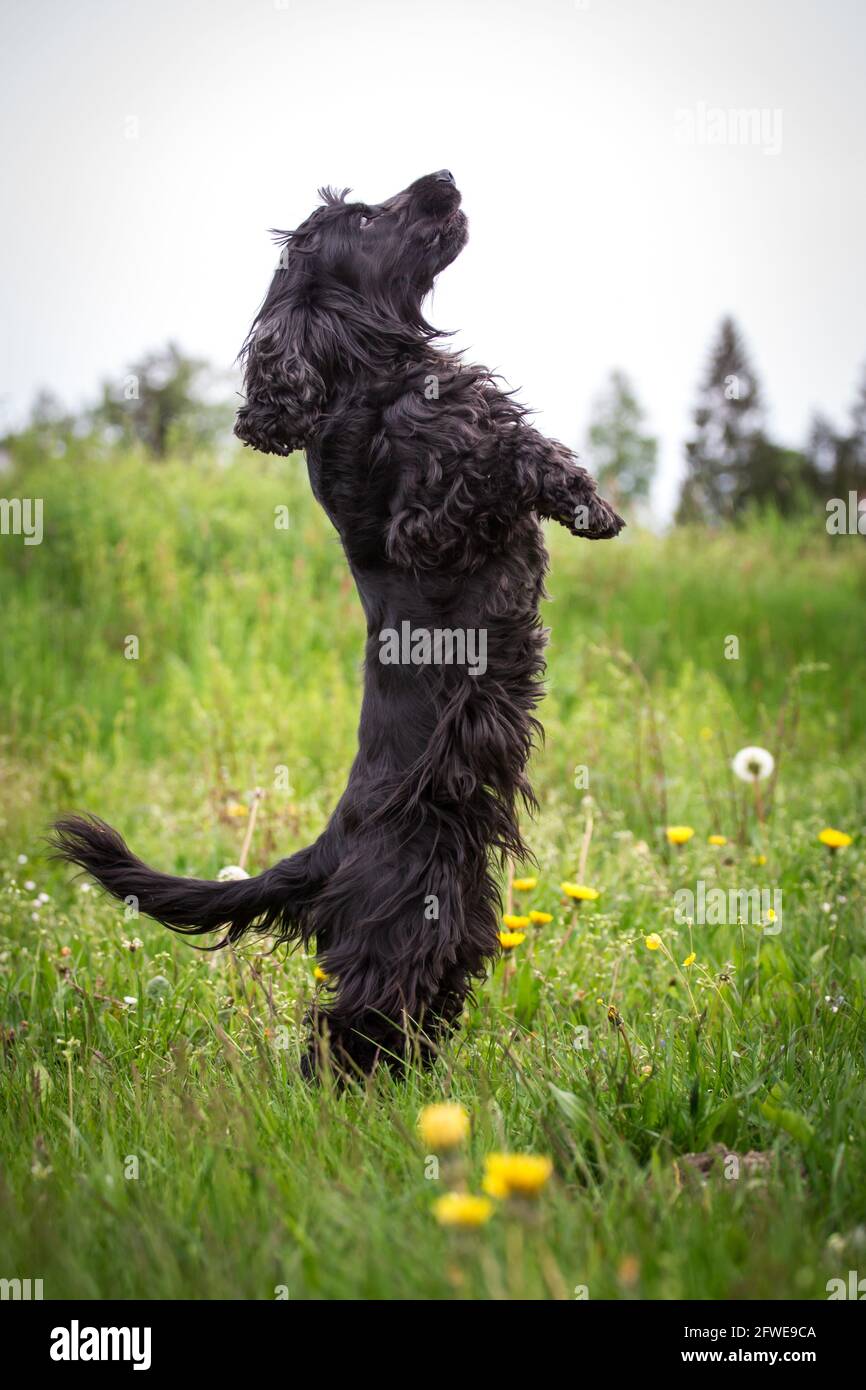 English Cocker Spaniel doing tricks Stock Photo