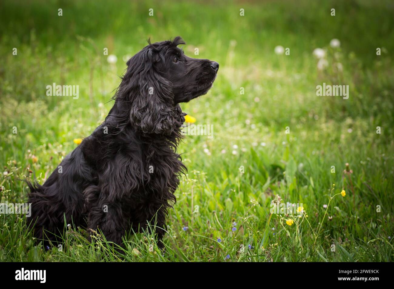 English Cocker Spaniel Stock Photo