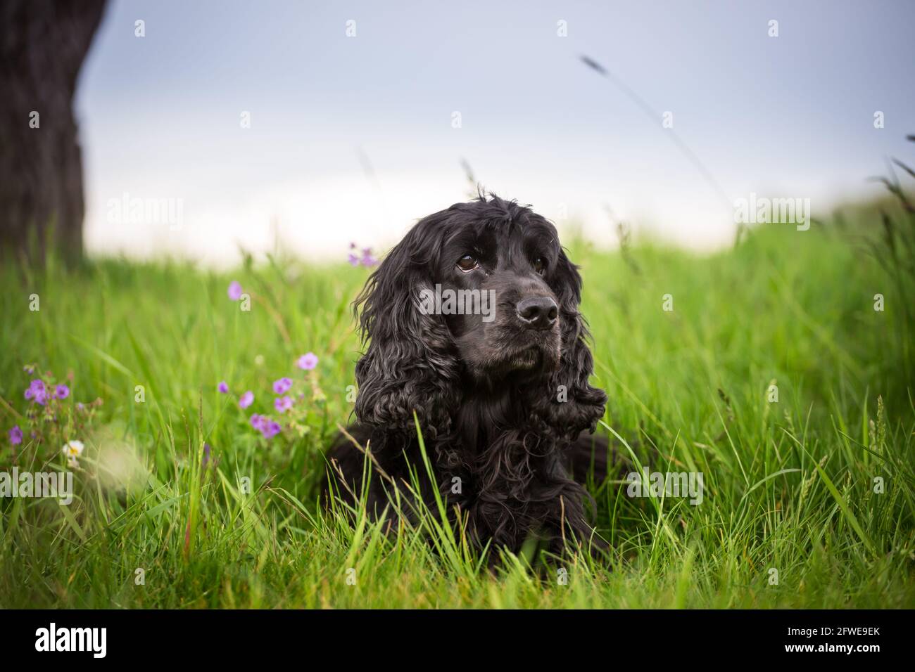 English Cocker Spaniel Stock Photo