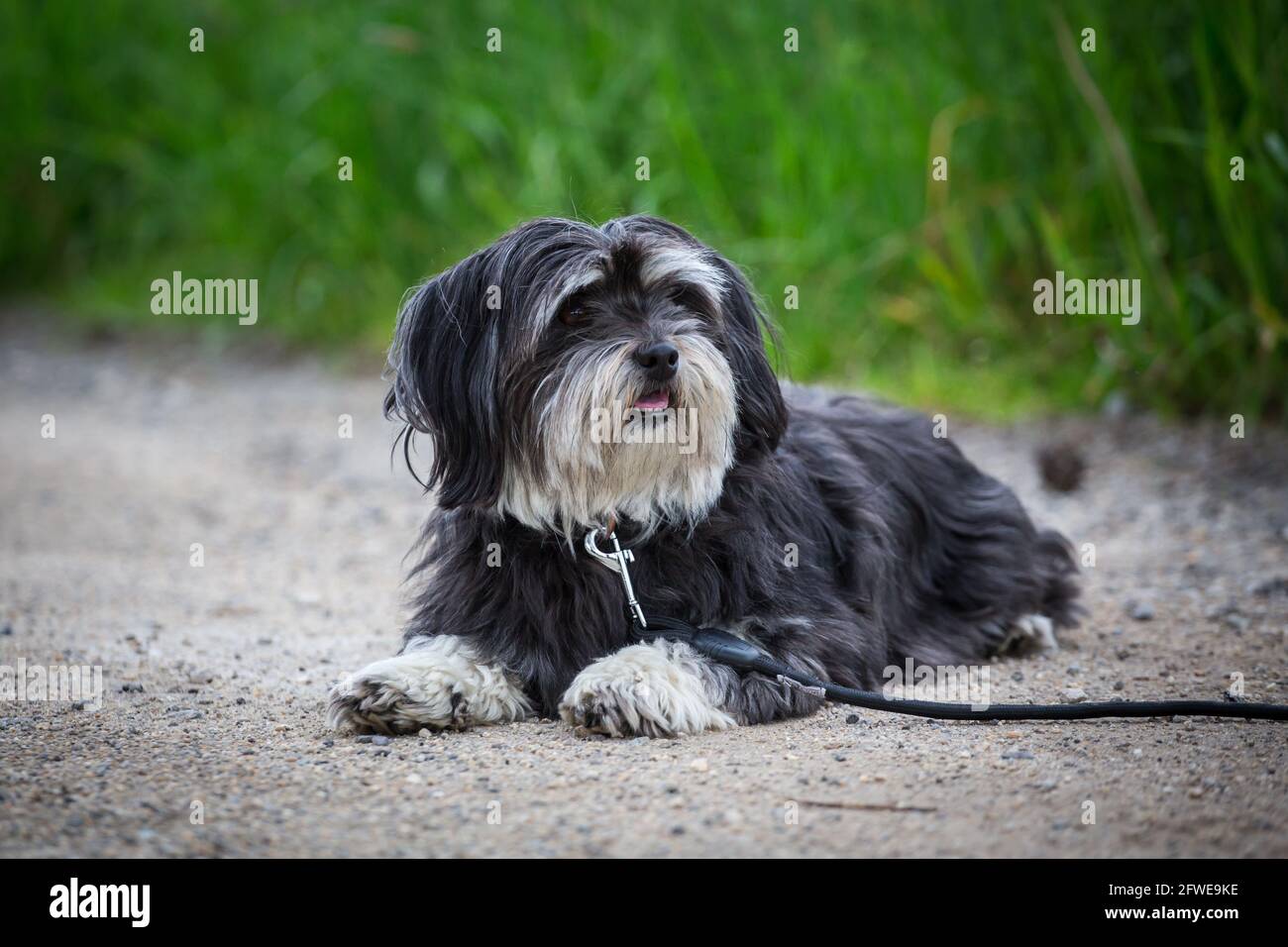 Havanese dog Stock Photo