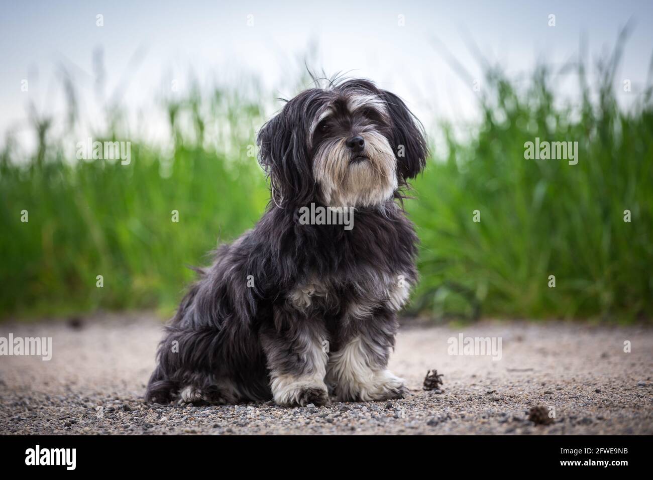 Havanese dog Stock Photo