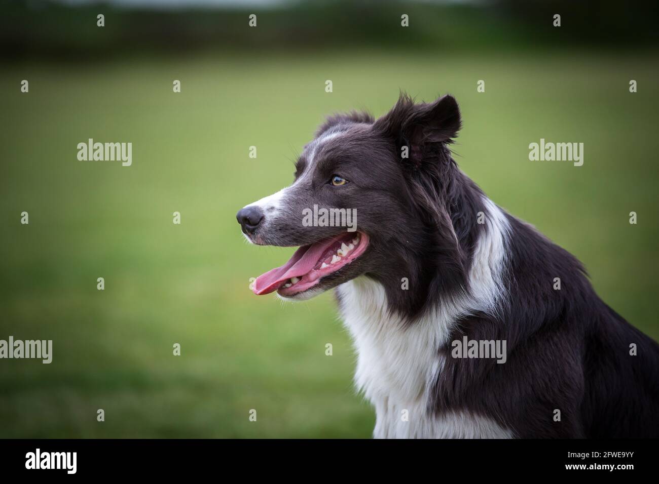 Border Collie Head Hi res Stock Photography And Images Alamy