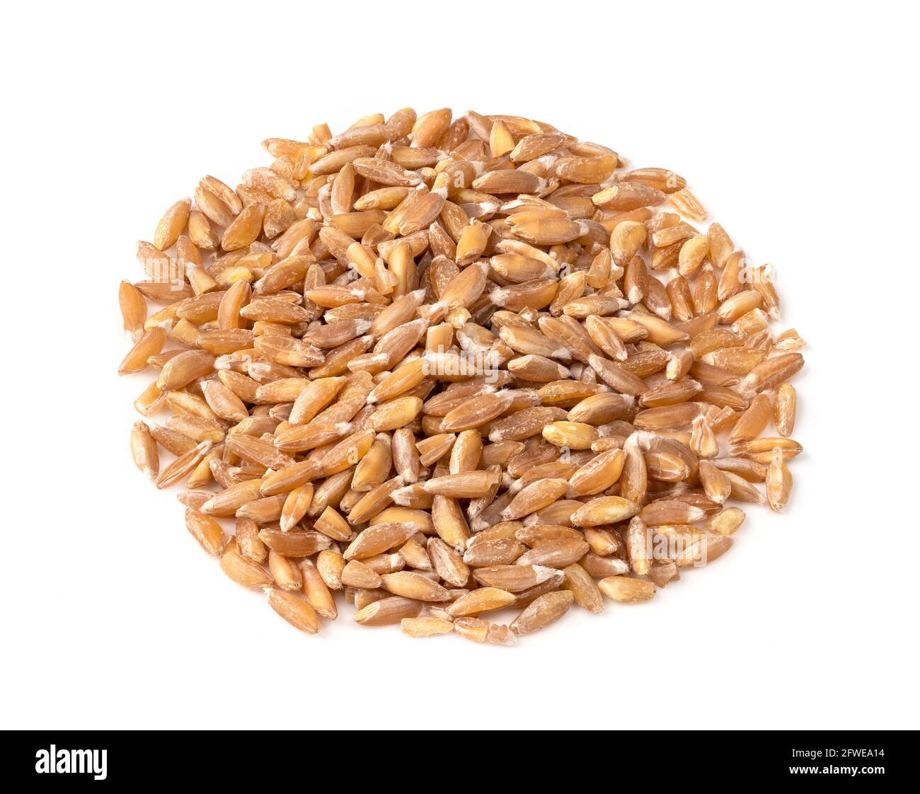 pile of whole Emmer farro hulled wheat grains closeup on white