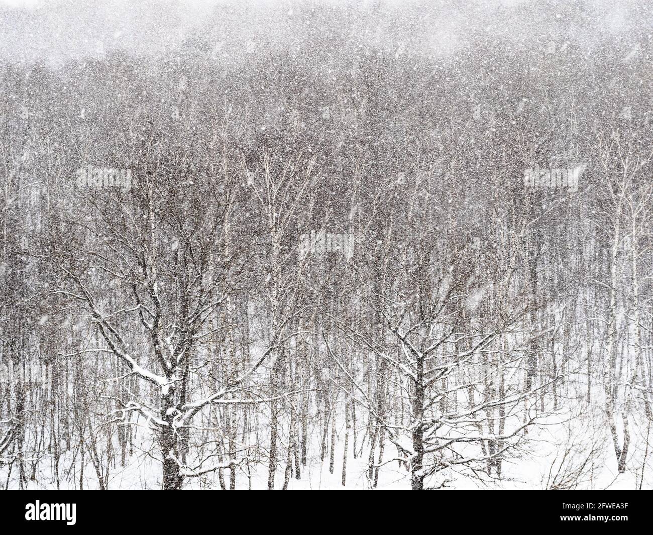heavy snowfall over oak trees in forest on overcast winter day Stock Photo