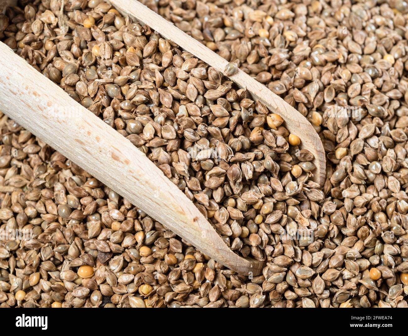 wooden scoop on pile of unhulled barnyard millet seeds closeup Stock