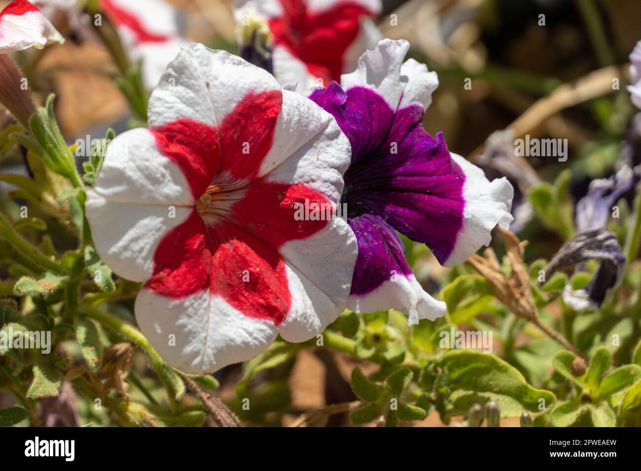 Pink, red, and purple with white stiped petunias (Petunia atkinsiana hybrid) close up in the sunshine. Stock Photo