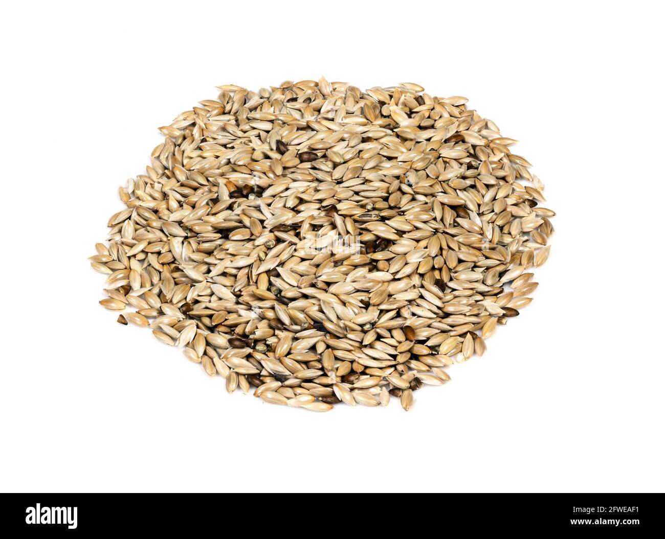 pile of unhulled scagliola canary seeds closeup on white background Stock Photo