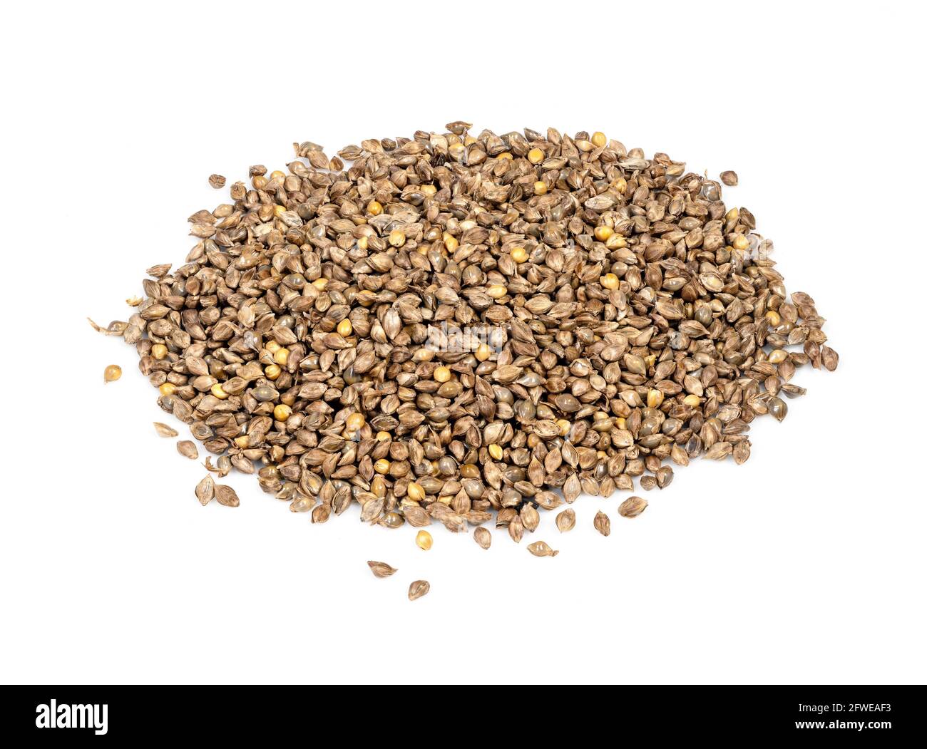 pile of unhulled barnyard millet seeds closeup on white background Stock Photo