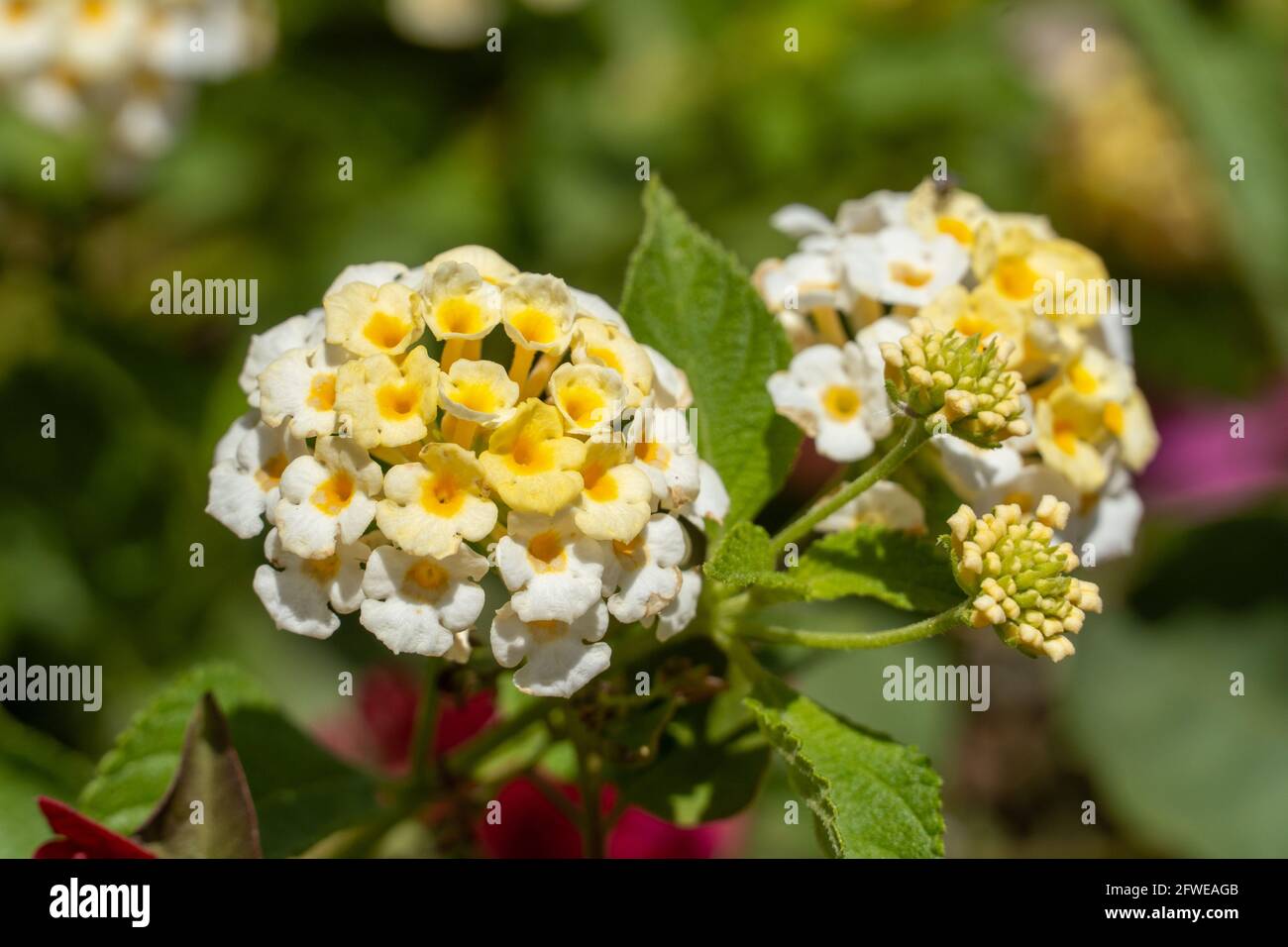 Close-up of vibrant Lantana camara flower. Tropical white and yellow flower in the sunshine for spring or summer plant concepts. Stock Photo