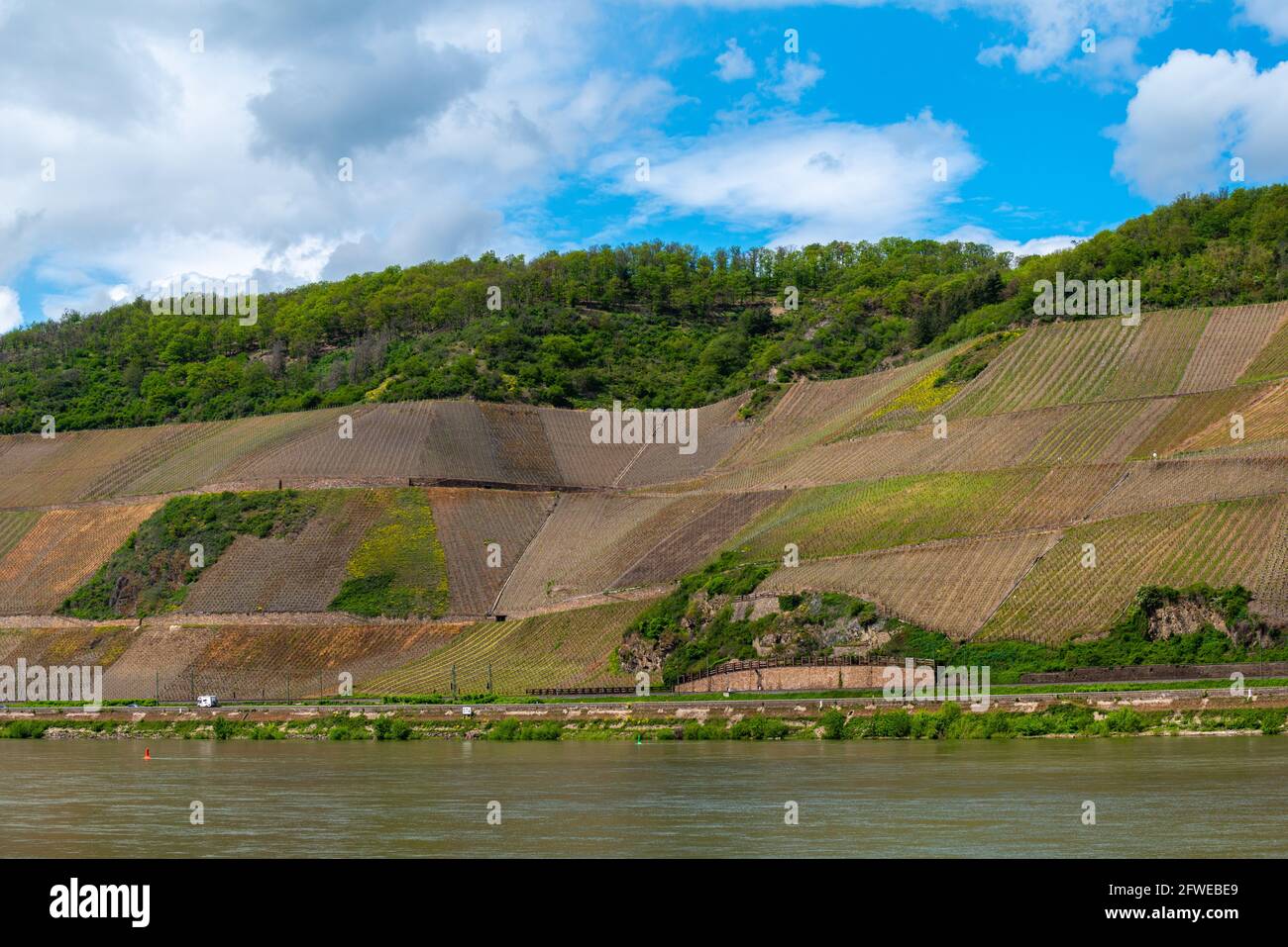 Steep slope vitivulture at the Bopparder Hamm vineyards in the Upper Middle Rhine Valley, UNESCO World Heritage,Boppard, Rhineland-Palatinate, Germany Stock Photo