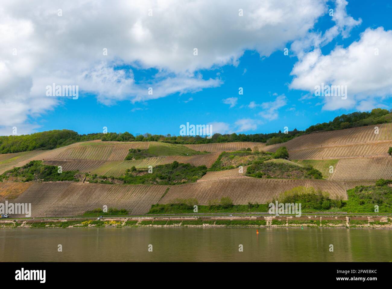 Steep slope vitivulture at the Bopparder Hamm vineyards in the Upper Middle Rhine Valley, UNESCO World Heritage,Boppard, Rhineland-Palatinate, Germany Stock Photo