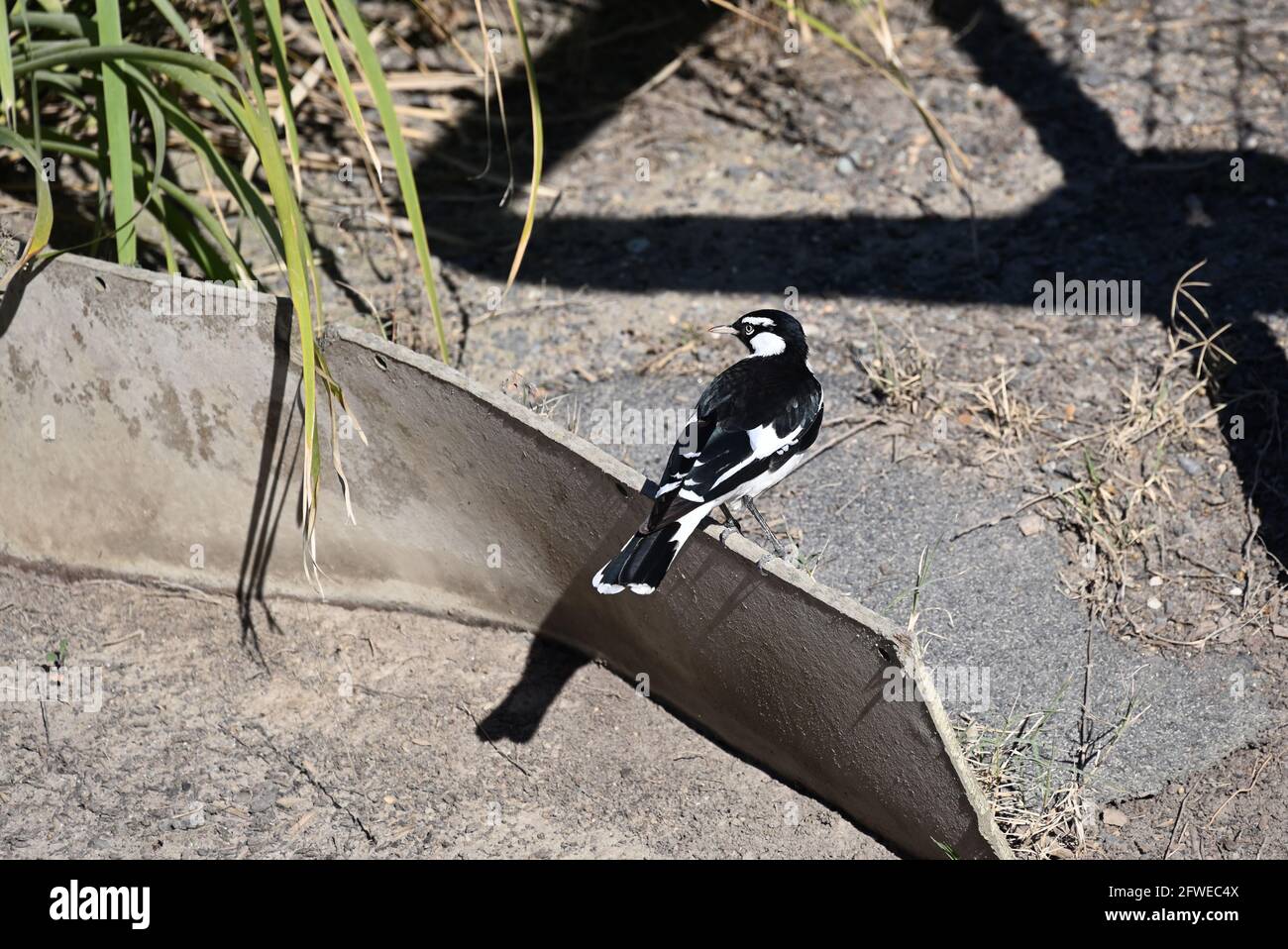 A magpie-lark looking over it shoulder, while perched on a manmade divider next to a garden area Stock Photo