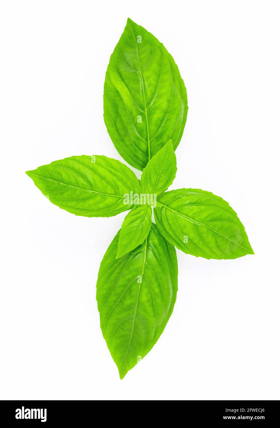 Fresh sweet basil leaves isolated on white background. Isolated of