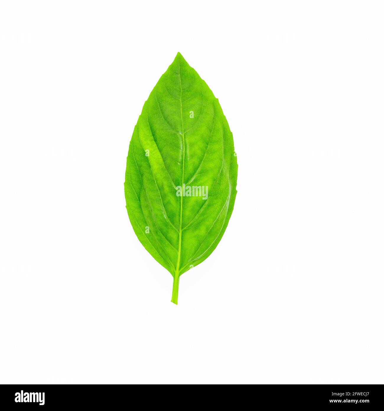 Fresh sweet basil leaves isolated on white background. Isolated of