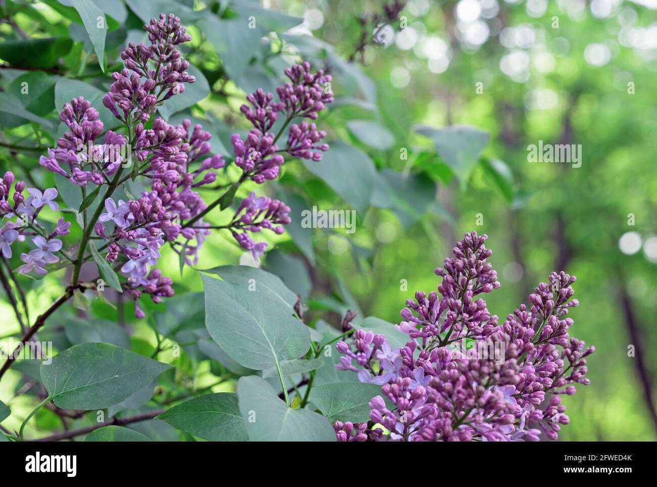 Spring Twigs Spring blooming twigs on hi-res stock photography and images - Alamy