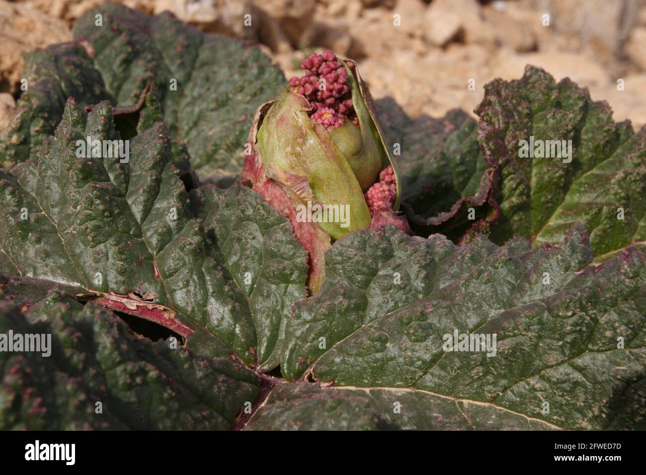 Desert Rhubarb or Rheum Palaestinum endangered plant from the Polygonaceae family, parts of the plant are edible others have therapeutic uses, Negev. Stock Photo