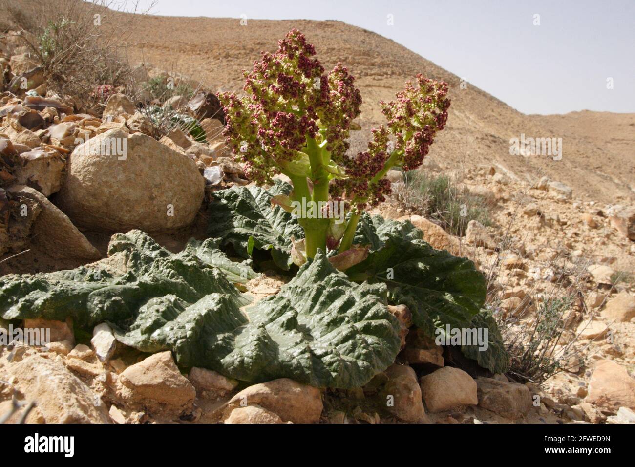 Desert Rhubarb or Rheum Palaestinum endangered plant from the Polygonaceae family, parts of the plant are edible others have therapeutic uses, Negev. Stock Photo