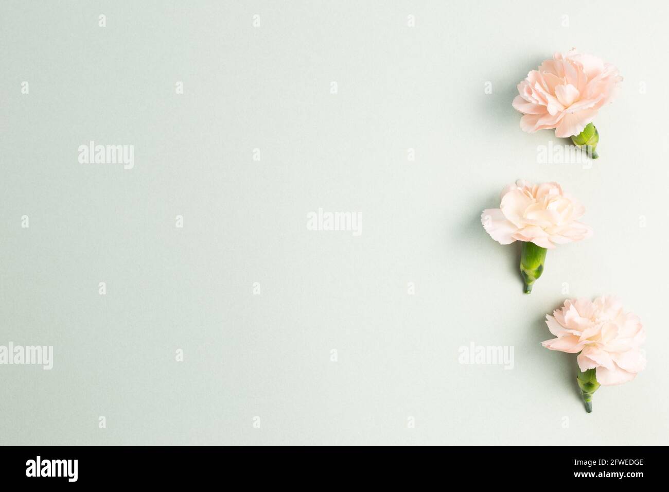 Pastel pink carnation flowers on green background. flat lay, top view ...