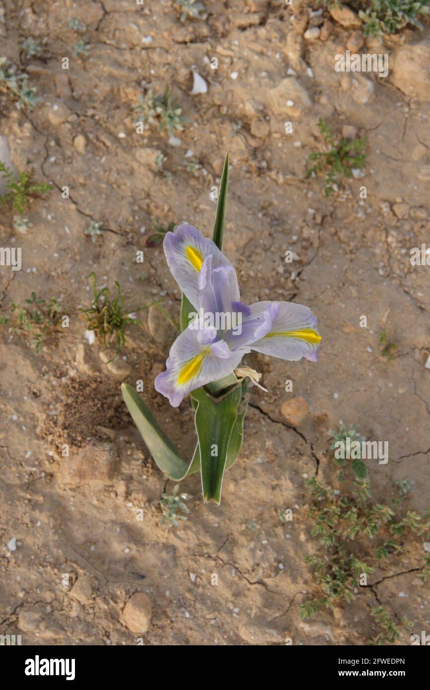 Iris Regis-Uzziae Feinbrun Also known as King Uzziae Iris, a wildflower from the Iridaceae family growing in the Negev, Iris in Greek means a rainbow. Stock Photo