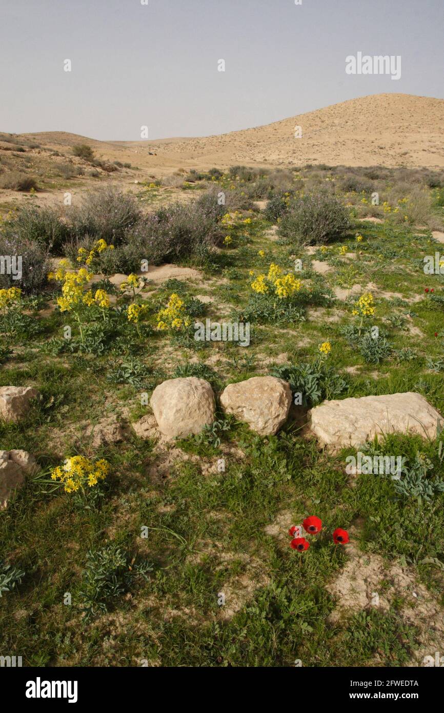 Pastoral scene of red Anemone and Lion's foot wildflowers, grass, bushes and rocks in the dry riverbed of Nachal Eliav, the Negev Desert, Israel. Stock Photo