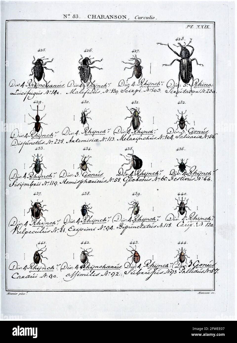Jean-Baptiste Meunier (1786-1856)/ Entomologie, ou histoire naturelle des insectes. No. 83 Curculio Pl. XXIX. Stock Photo