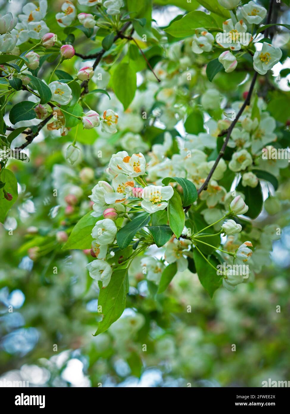 Pretty white blossom on a crab apple tree Stock Photo Alamy