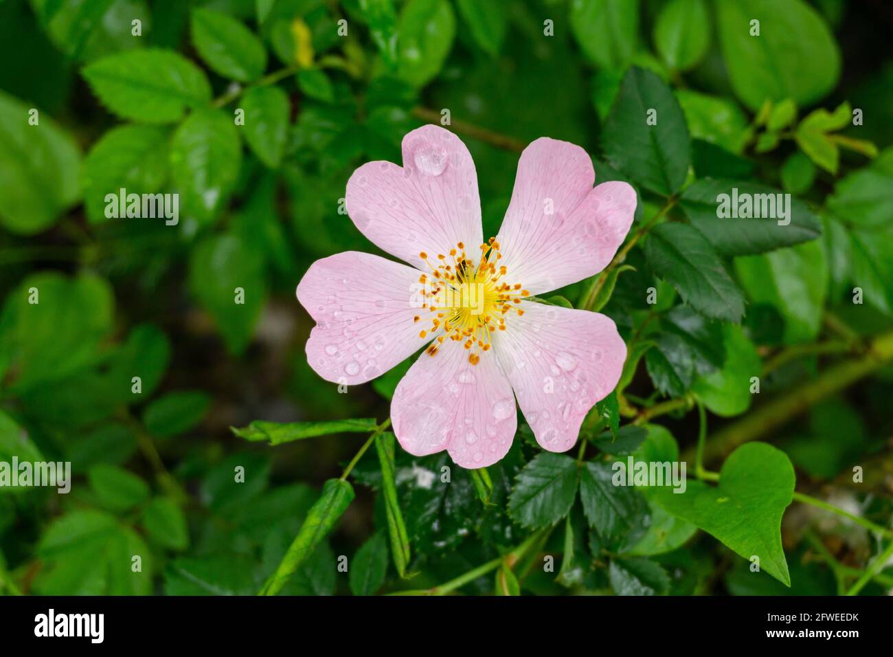 Yellow rose rosa dew drops hi-res stock photography and images - Alamy