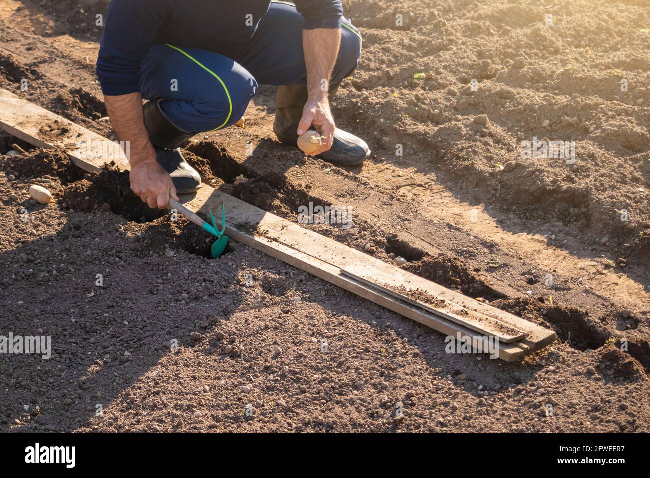 Caucasian man squatting in the field, and planting potato in a hole in the ground, digging with a garden hoe Stock Photo