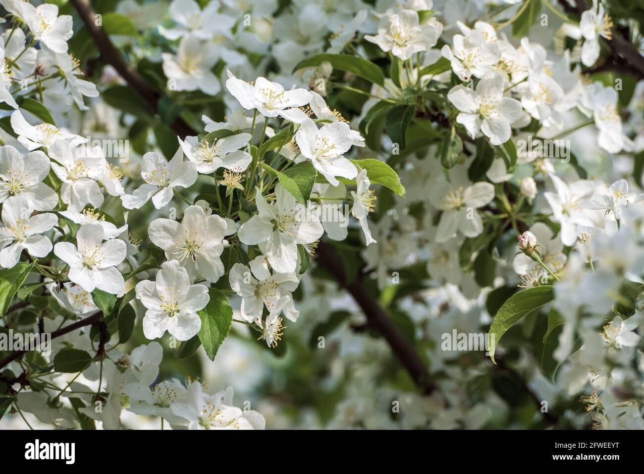 Siberian crab apple tree blossom Malus baccata in bloom Stock Photo
