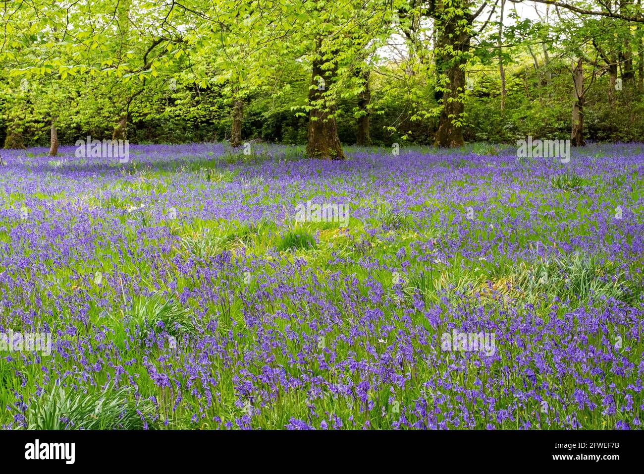 Islay house gardens hires stock photography and images Alamy