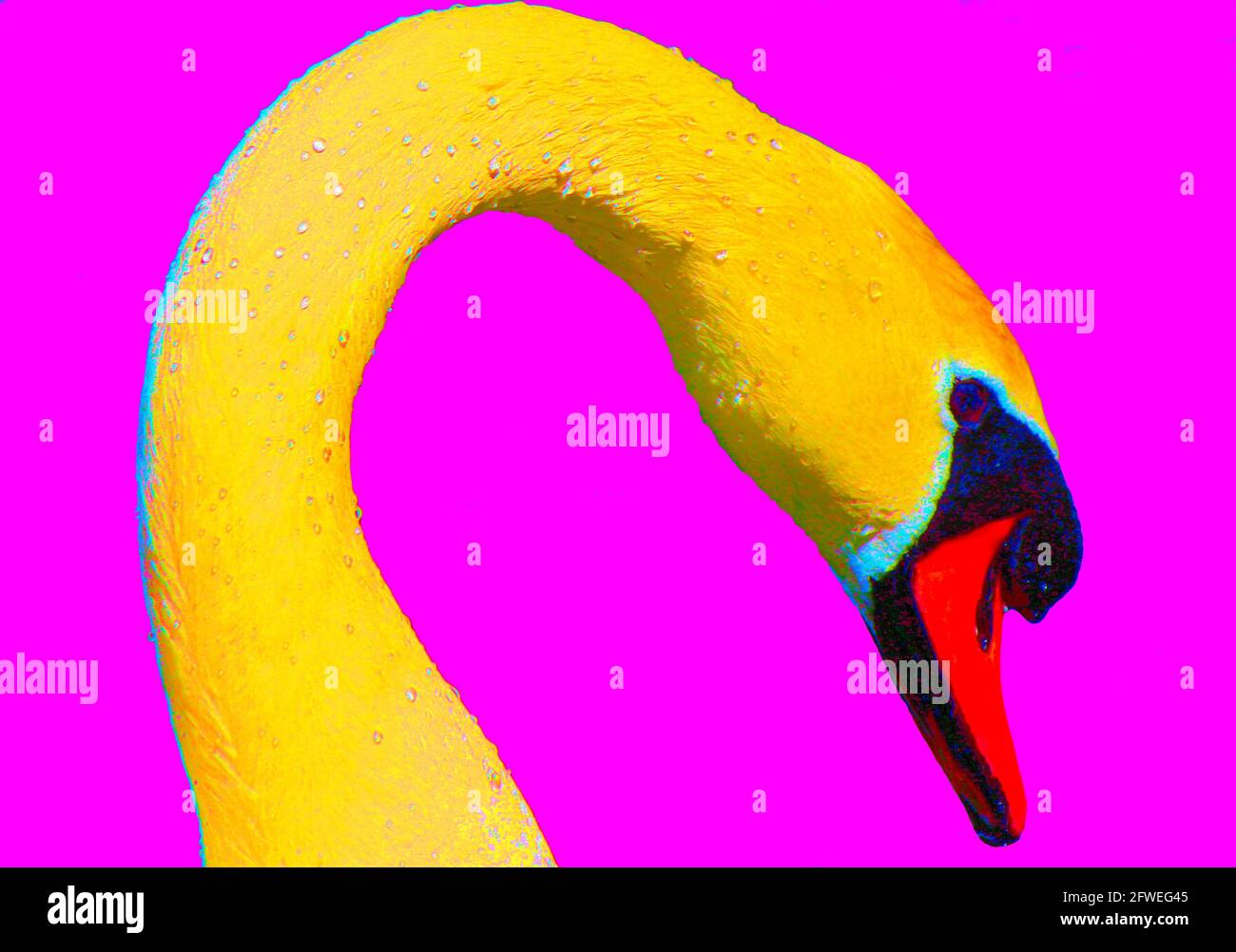 Majestic swan, turned into pop art. Vogue swan posing against fluorescent pink background. Yellow swan, light blue and yellow feathers, orange beak. Stock Photo