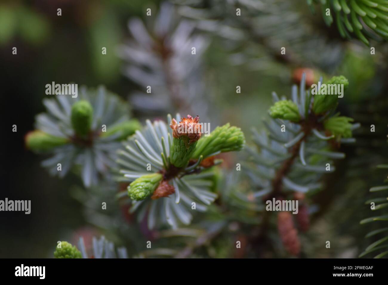fresh green Tips on a Spruce Stock Photo