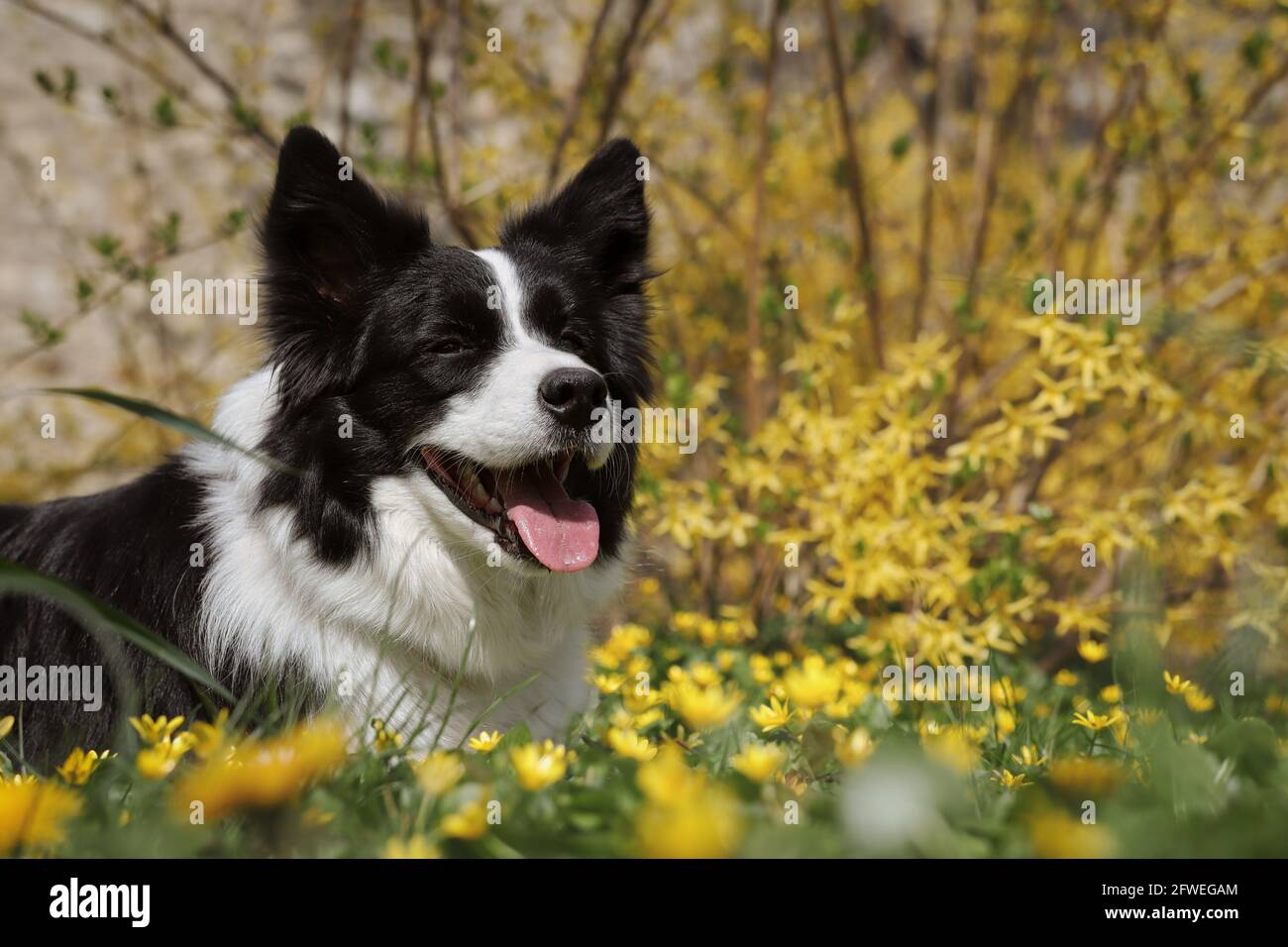 Spring Border Collies Why Do Border Collies Run In Circles