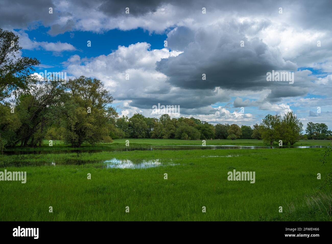 Auenlandschaft nach dem Regen in grüner Landschaft in Sachsen-Anhalt an der Saale Stock Photo