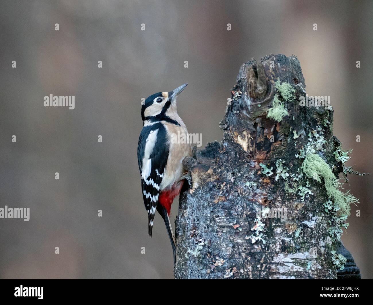 Great Spotted Woodpecker - Dendrocopus major Stock Photo