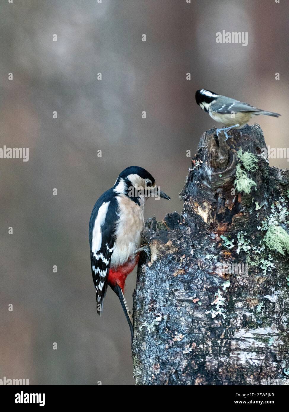 Great Spotted Woodpecker  and a Coal Tit Stock Photo