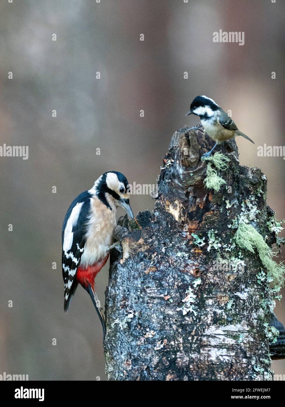 Great Spotted Woodpecker  and a Coal Tit Stock Photo