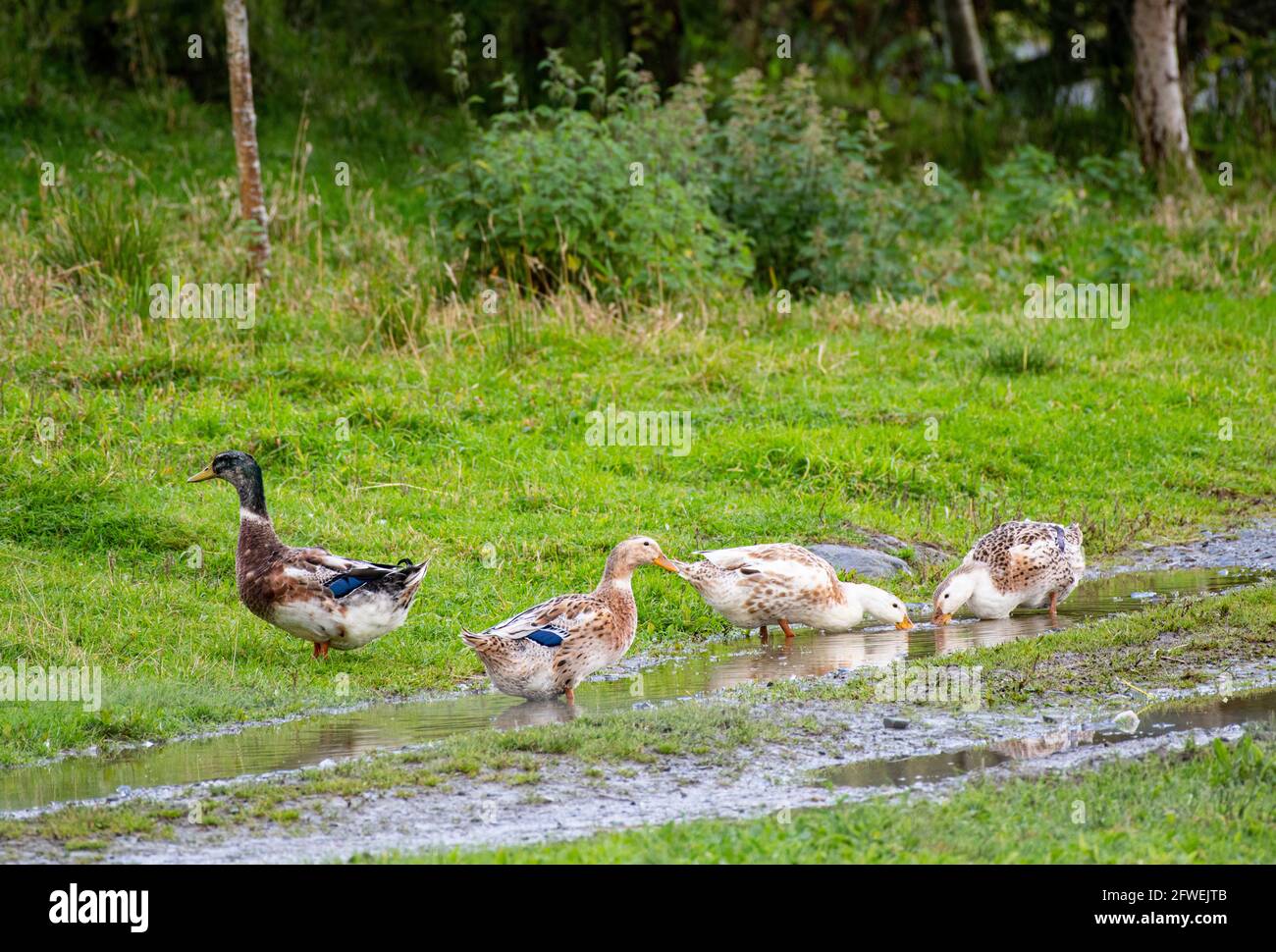 Silver Appleyard Ducks Stock Photo