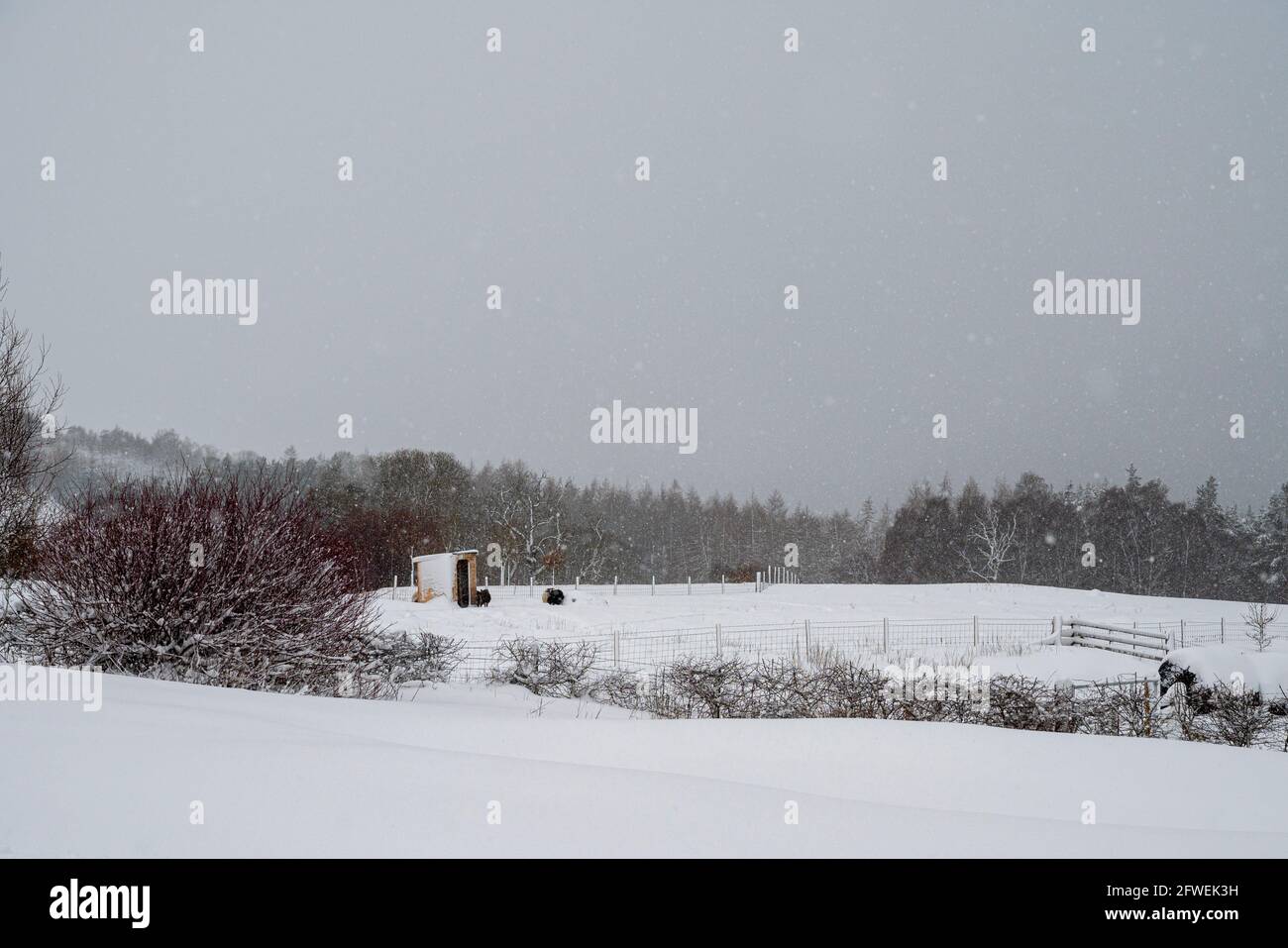 Sheep near shelter on a Hill Farm in the snow, Scotland Stock Photo