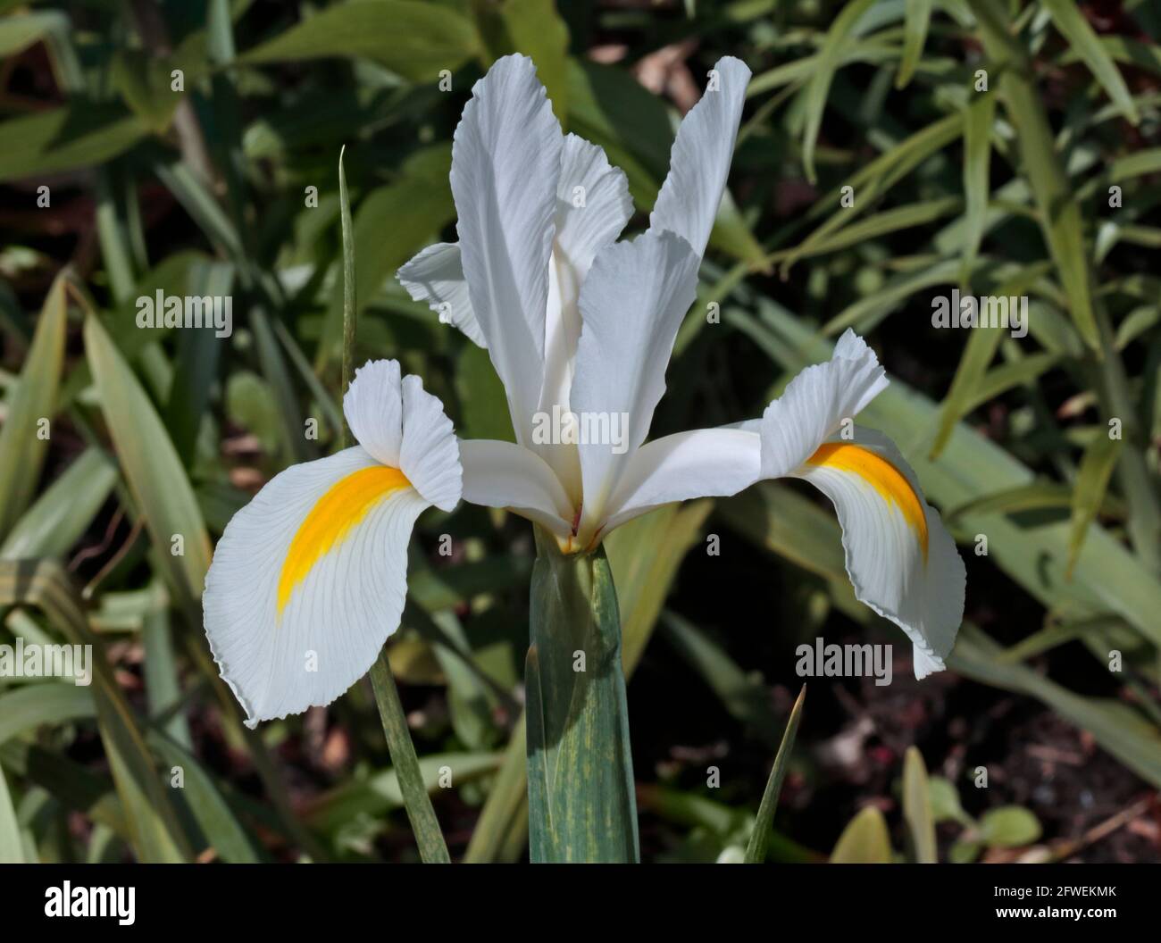 White Iris Reticulata Stock Photo