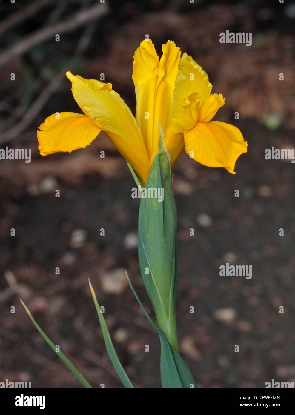 Yellow Iris Reticulata Stock Photo