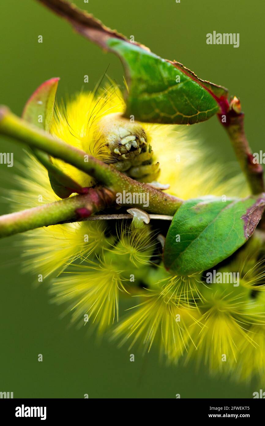 Caterpillar eating a tree leaves. Stock Photo